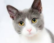 Glow In The Dark Collar - Keep Your Pet Safe and Seen After Dark