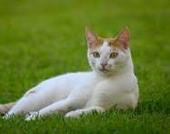 Glow In The Dark Collar - Keep Your Pet Safe and Seen After Dark