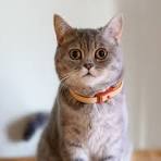 Glow In The Dark Collar - Keep Your Pet Safe and Seen After Dark